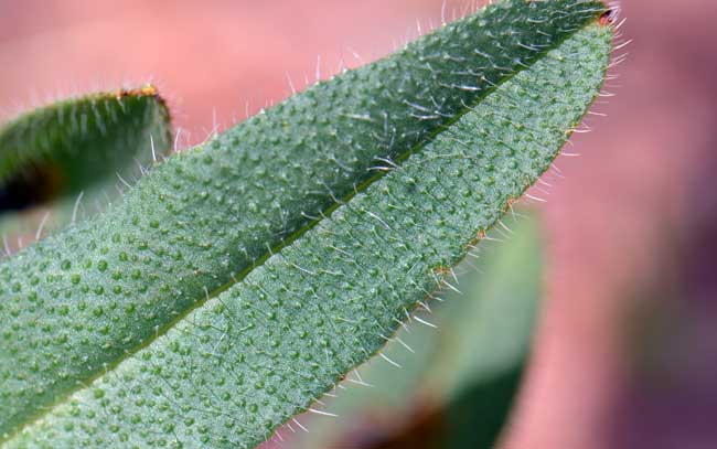 Amsinckia menziesii var. intermedia, Common Fiddleneck, Southwest Desert Flora